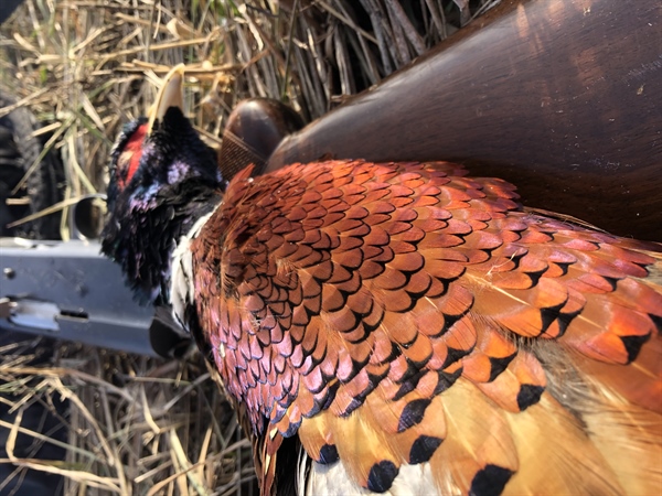 LETTER: Montana BHA Comments on Pheasant Stocking Proposals