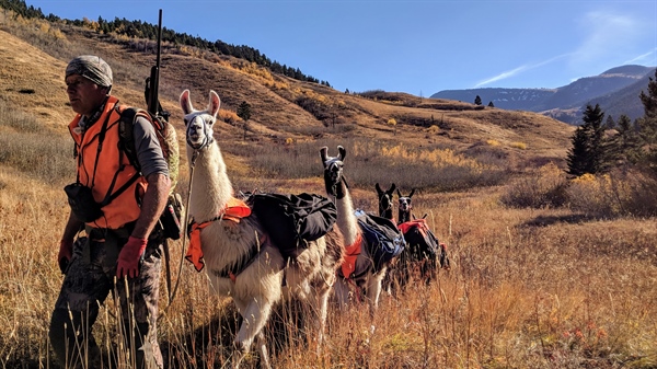 OPINION: Proposal would kill the wrong elk