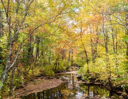 New Hampshire BHA Leadership Team Comments on Bear Brook State Park Land Management Plan