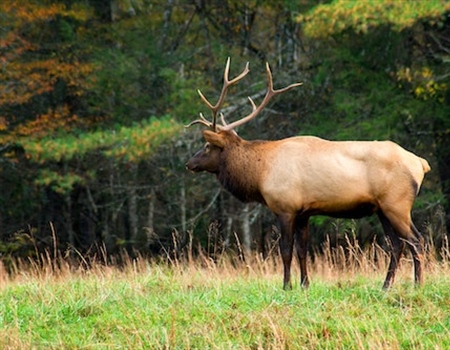 Expanded seasons and opportunity for PA hunters this year