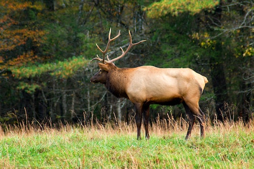Expanded seasons and opportunity for PA hunters this year
