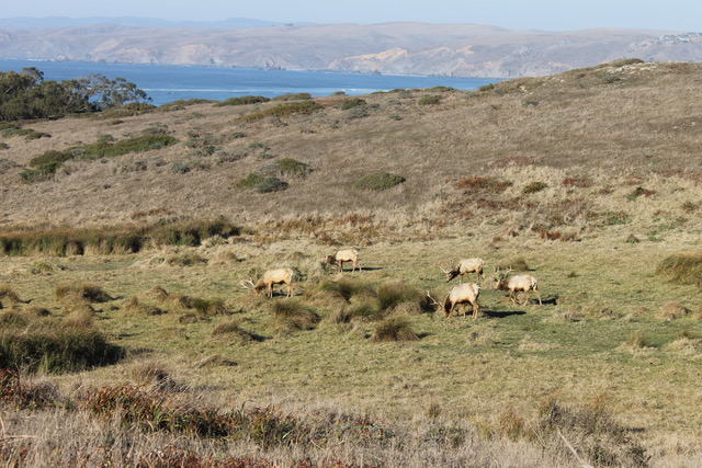 CA Chapter Emphasizes Habitat Connectivity in 30x30 Discussion