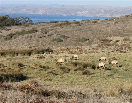 CA Chapter Emphasizes Habitat Connectivity in 30x30 Discussion