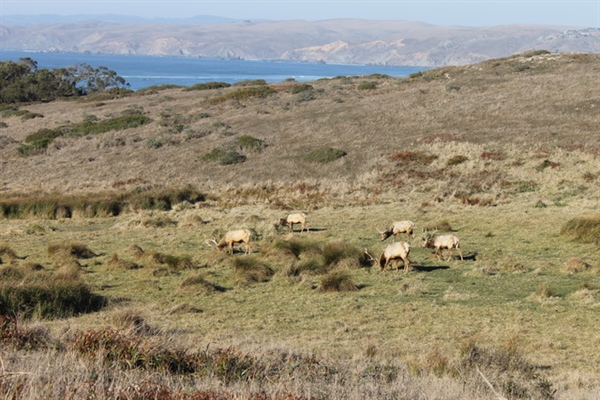 CA Chapter Emphasizes Habitat Connectivity in 30x30 Discussion