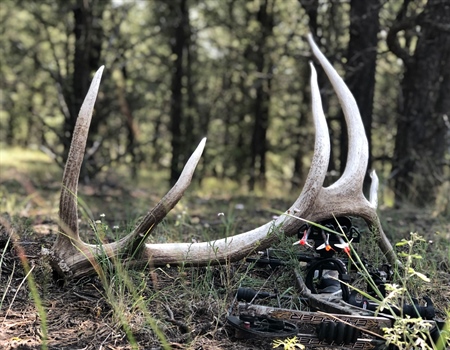 Oregon BHA Supports Alternatives to ODFW’s 2022 Archery Elk Proposal