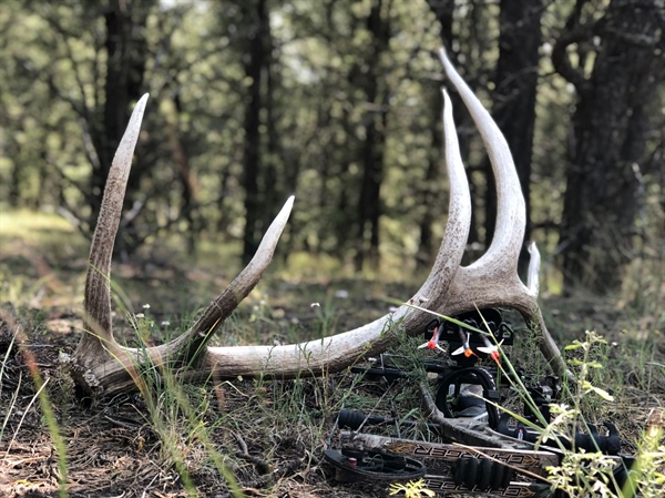 Oregon BHA Supports Alternatives to ODFW’s 2022 Archery Elk Proposal