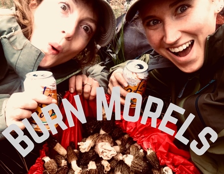 Embers & Ecology: Burn Morels