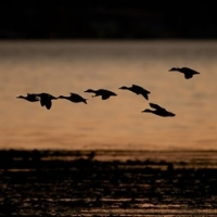 Support hunting expansion on federal lands in New York, elsewhere
