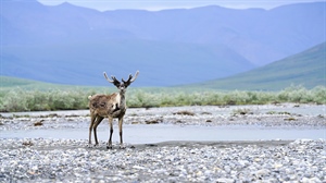 Arctic National Wildlife Refuge Oil Leases Suspended
