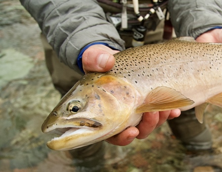LETTER: Montana BHA Comments on 2021 Fish Removal Projects