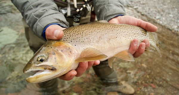 LETTER: Montana BHA Comments on 2021 Fish Removal Projects