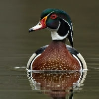 NJ BHA: Support expanded opportunity at National Wildlife Refuges