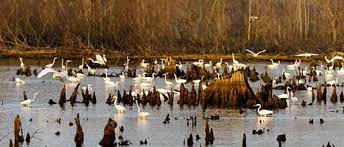 USFWS Proposal — Good For The Southeast