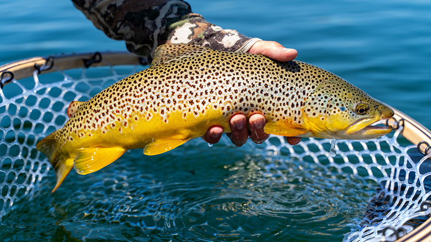 Backcountry Hunters & Anglers and Trout Unlimited Virtual Event: Introduction To Trout Fishing