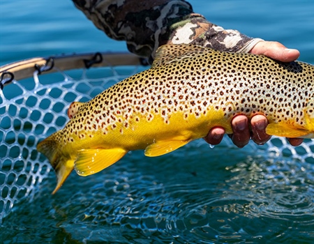 Backcountry Hunters & Anglers and Trout Unlimited Virtual Event: Introduction To Trout Fishing