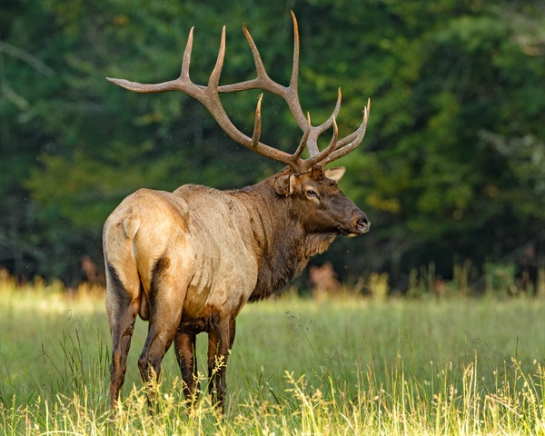 Montana Hunters Request Governor Veto Outfitter Tags Bill