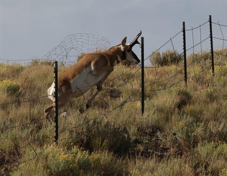 County Line Wildlife Friendly Fence Project- May 13th-15th