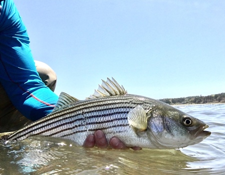 Take Action to Protect the Striped Bass Stock Along the Atlantic Coast