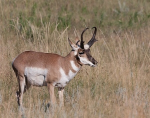 Administration’s New Infrastructure Plan Supports Conservation, Economy