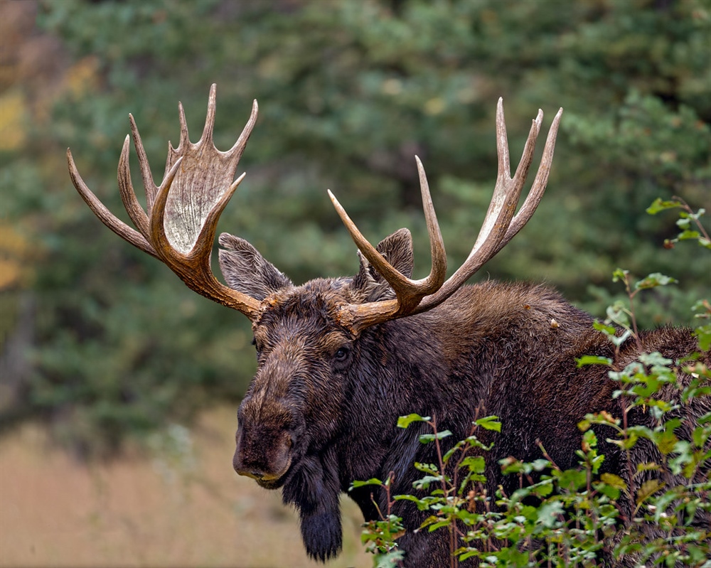 British Columbia BHA Winter 2021 Newsletter
