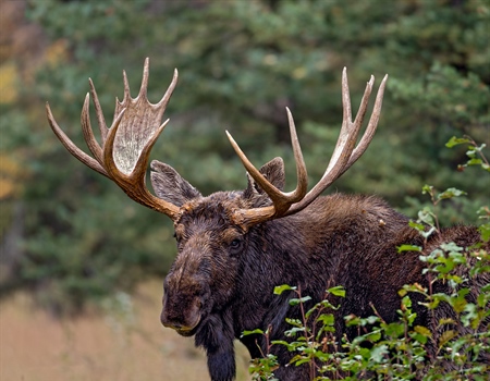 British Columbia BHA Winter 2021 Newsletter