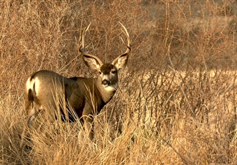 Utah Joins Neighboring Western States in Prohibiting Baiting for Ungulates