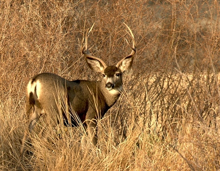 Utah Joins Neighboring Western States in Prohibiting Baiting for Ungulates