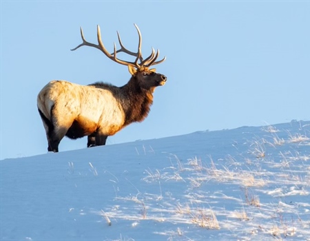 Montanans: Thank Legislators for Listening to Hunters