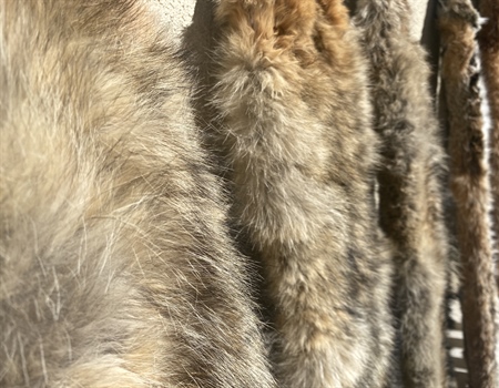 3/14 Hearing Update! NM Trapping Ban Likely to Pass
