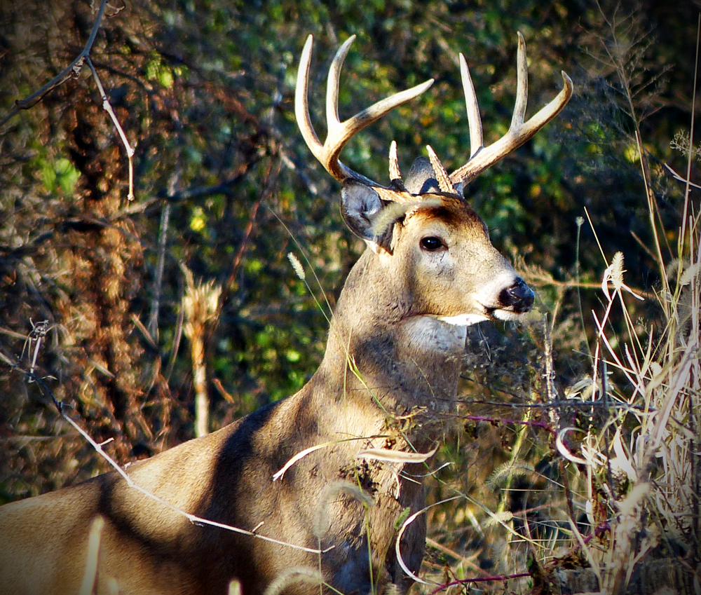 North Carolina to Allow Some Public Land Hunting on Sundays