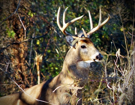 North Carolina to Allow Some Public Land Hunting on Sundays