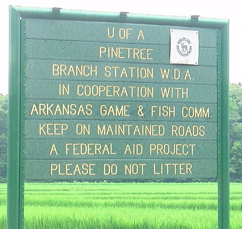 Work To Be Done To Save Pine Tree