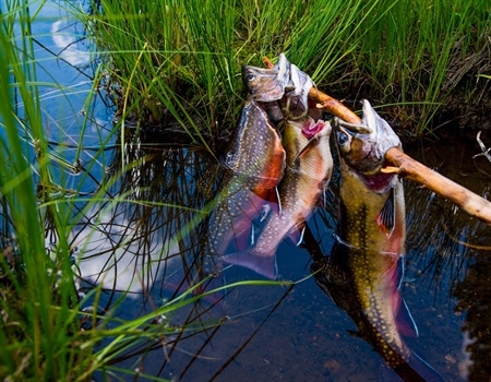 Exploring the Modern Relevance of Natural Foraging