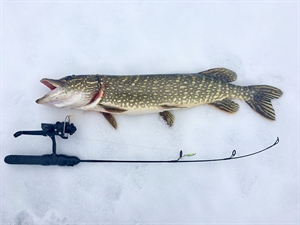 Roll Mops with Pickled Pike