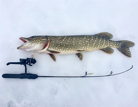 Roll Mops with Pickled Pike