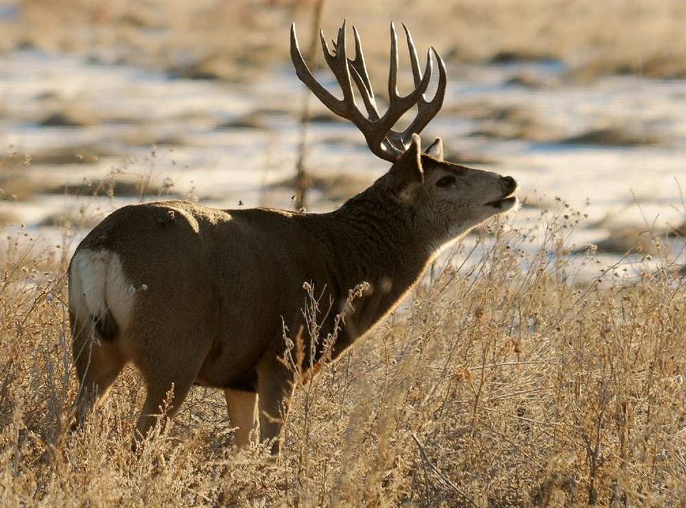Public Land Oil and Gas Leasing on Hold