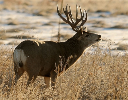 Public Land Oil and Gas Leasing on Hold