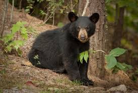 BHA Georgia Bear Hunting Virtual Pint Night