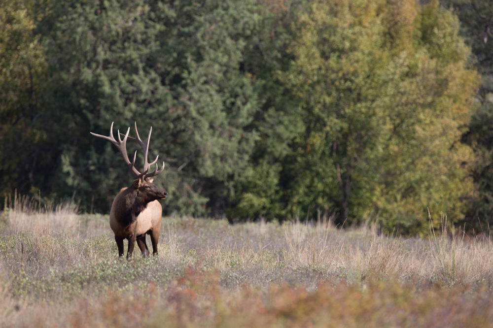 CO Hunters and Anglers for CORE Cheer Reintroduction of Colorado Public Lands Legislation