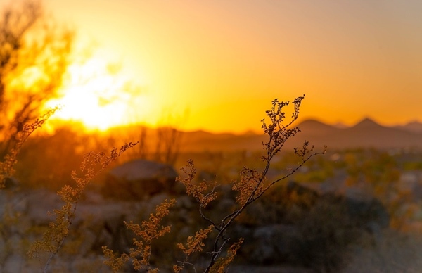 NM Public Land Trapping Ban Moves Forward