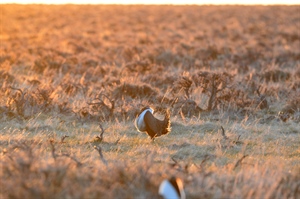 Public Lands Oil and Gas Leasing Paused by Biden Administration