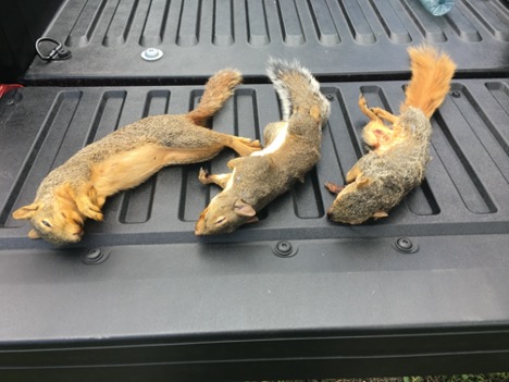 Understanding Fox Squirrels