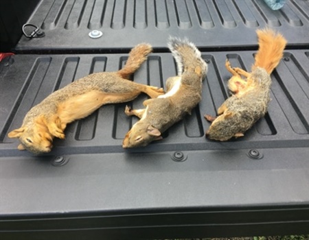 Understanding Fox Squirrels