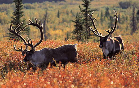 Administration Pledges to Conserve Public Lands and Waters, Heed Stakeholder Input