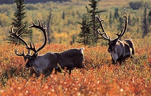 Administration Pledges to Conserve Public Lands and Waters, Heed Stakeholder Input