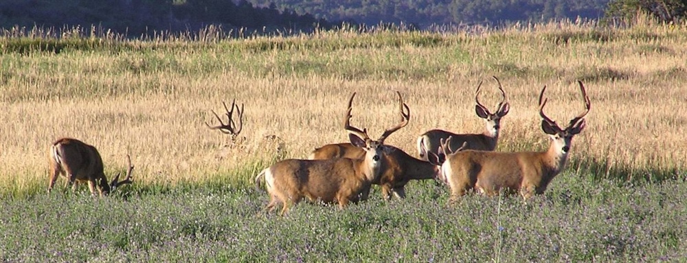 Colorado Backcountry Hunters & Anglers Applaud State's Decision to Challenge Uncompahgre Resource Management Plan