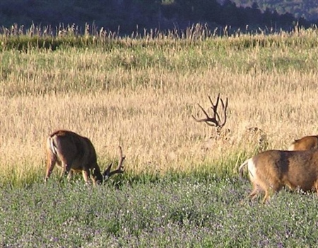 Colorado Backcountry Hunters & Anglers Applaud State's Decision to Challenge Uncompahgre Resource Management Plan