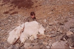 North America's Most Extreme Big Game Hunt