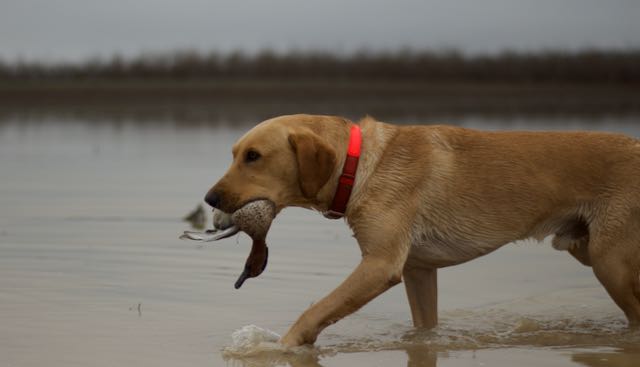 Intro To Duck Hunting Webinar Series