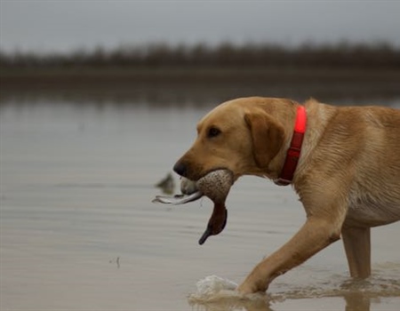 Intro To Duck Hunting Webinar Series